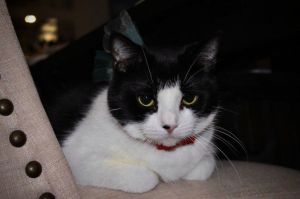 Phyllis, Senior Female Domestic Short Hair