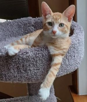 Rico, Baby Male Domestic Short Hair