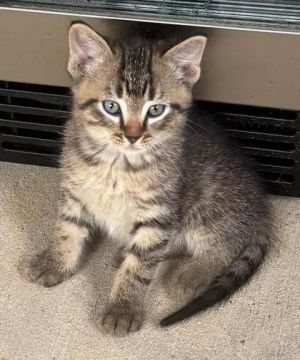 Moe, Baby Male Domestic Short Hair