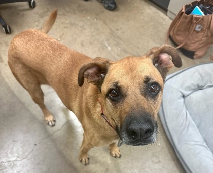 Lulu