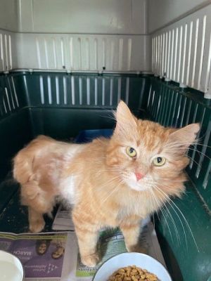 Cash, Adult Male Domestic Long Hair