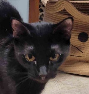 Ebony 2 yrs, Adult Female Domestic Short Hair