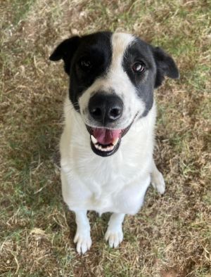 Abbie, Adult Female Border Collie