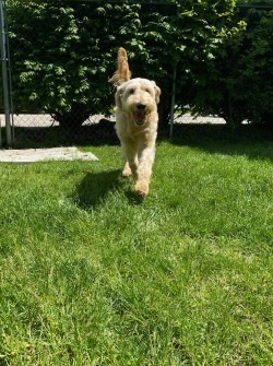 Gus