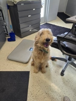Gus