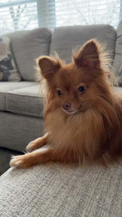 Luca