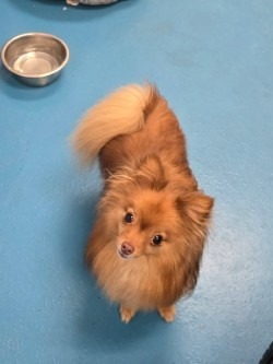 Luca