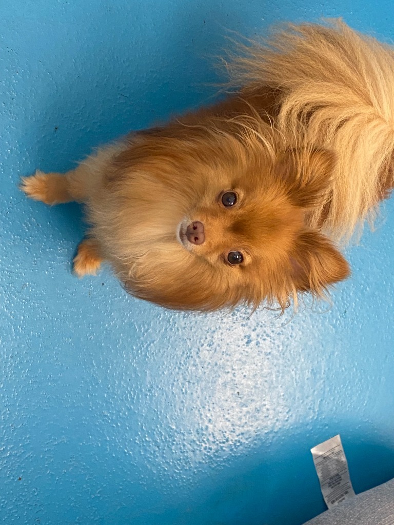 Luca