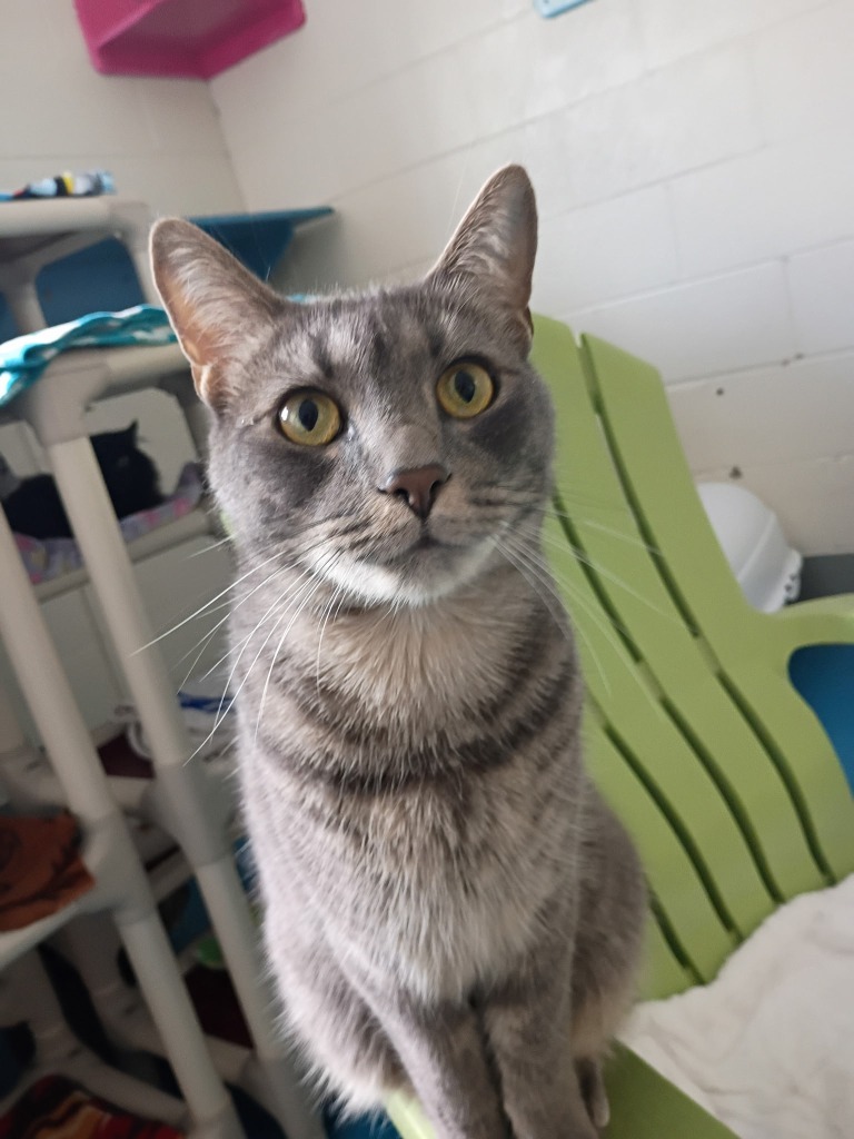 Ollie