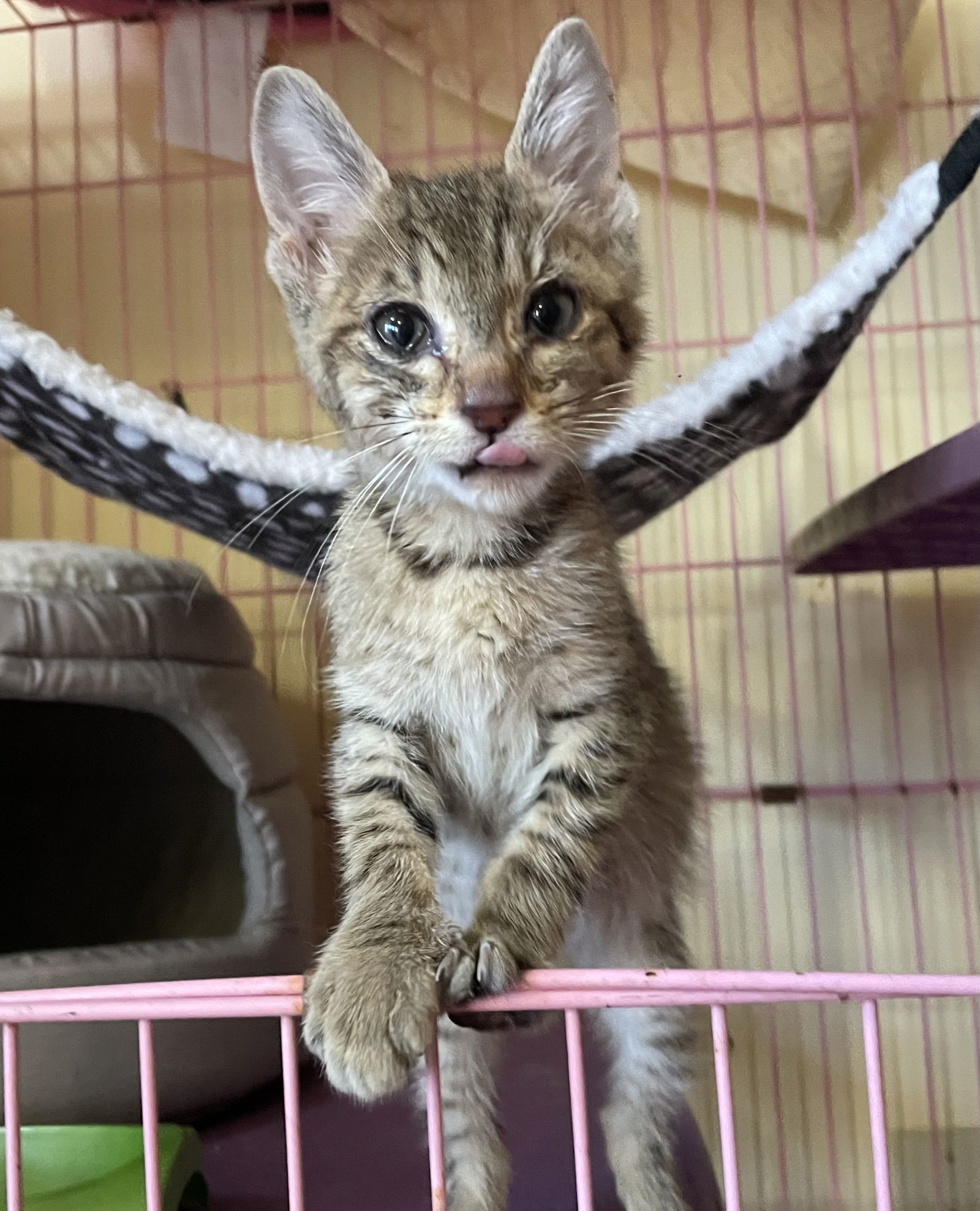 Louisa, an adoptable Domestic Short Hair, Abyssinian in Oxford, MS, 38655 | Photo Image 1