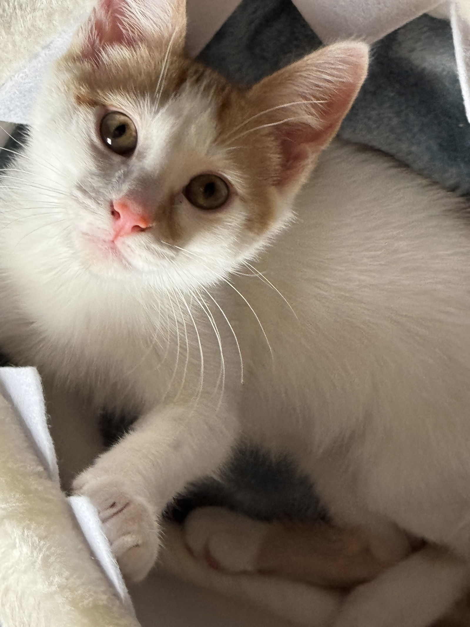 Taffy