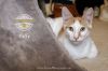 Taffy photo 2