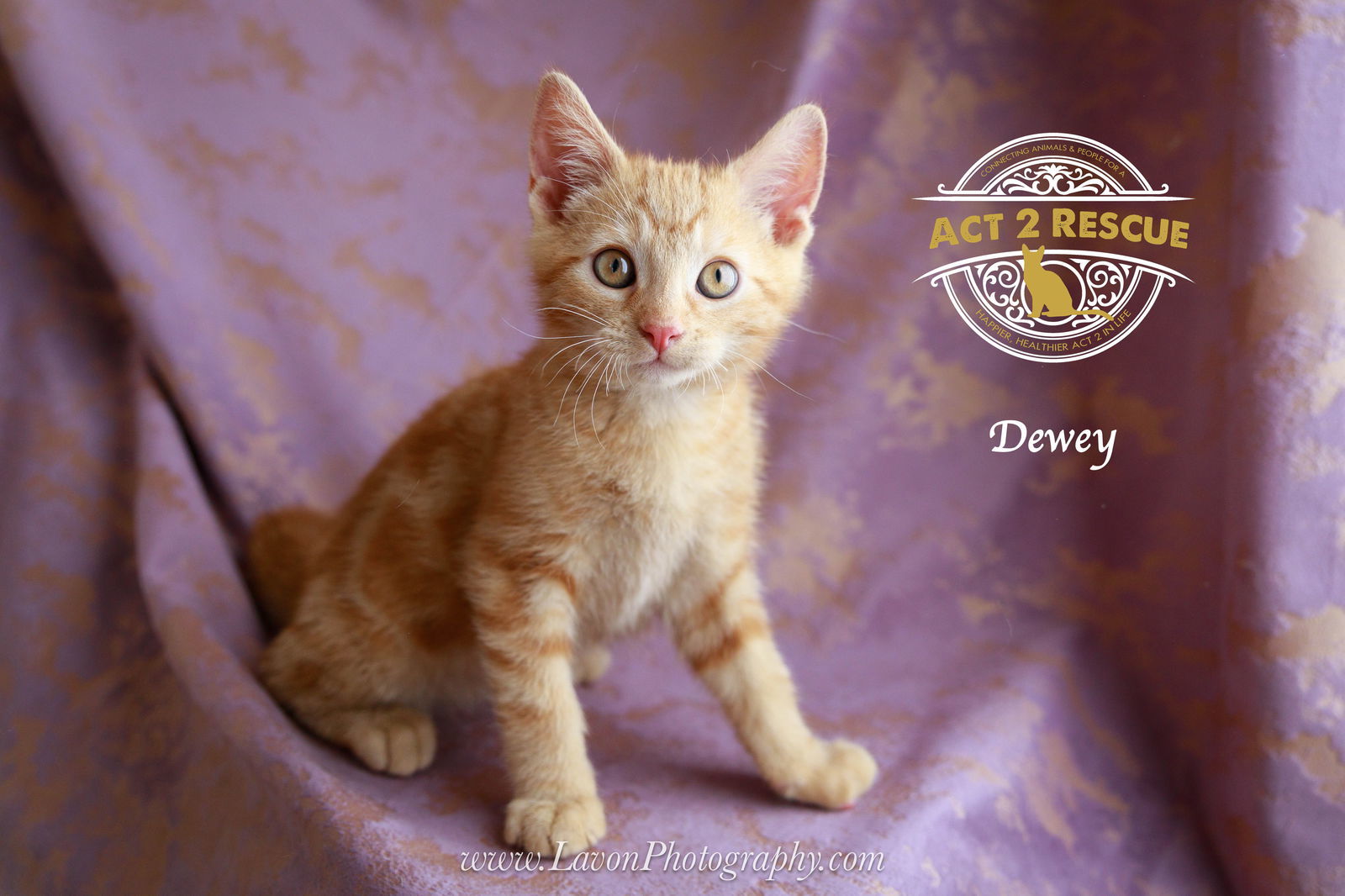 Dewey
