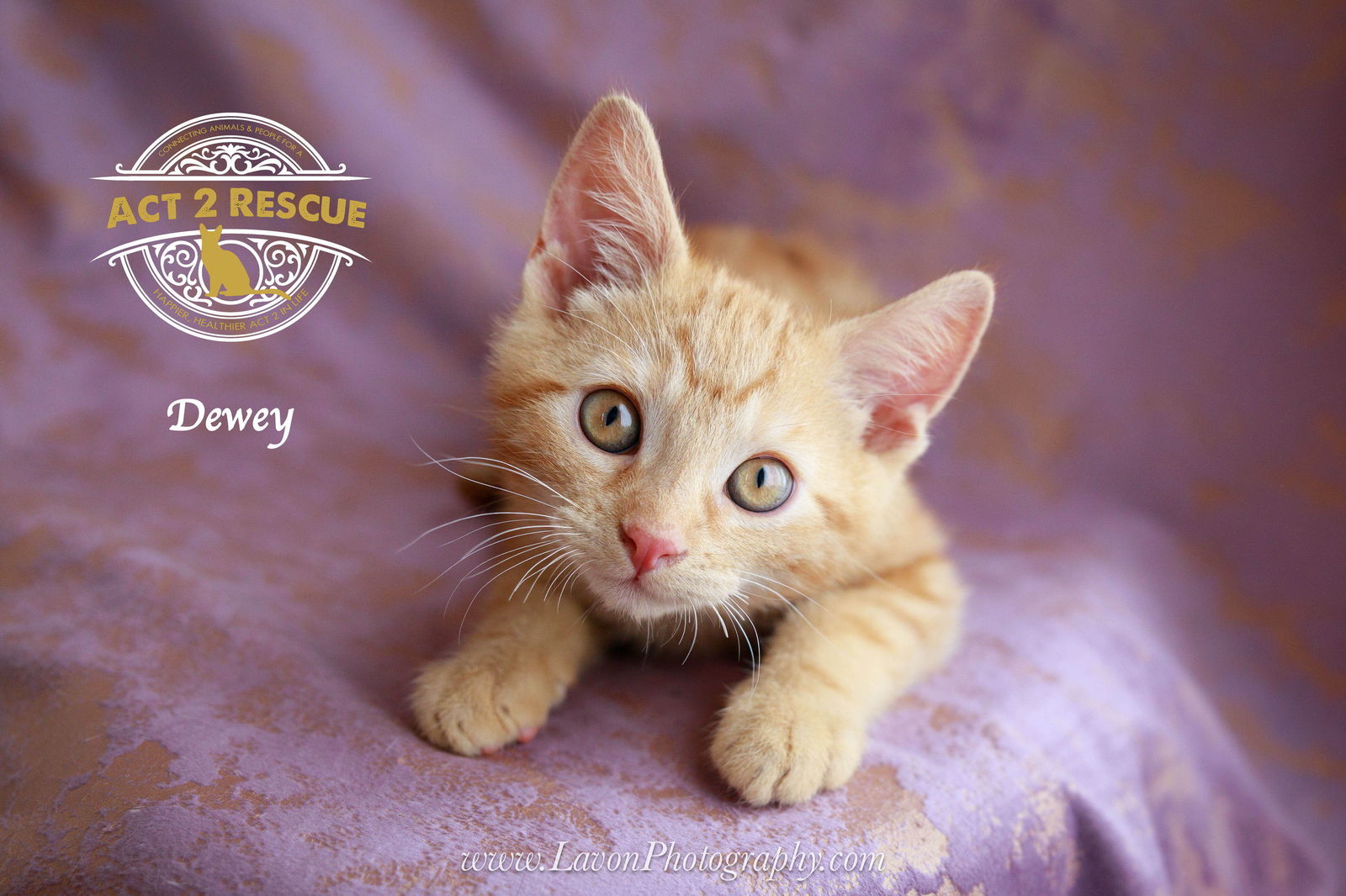Dewey
