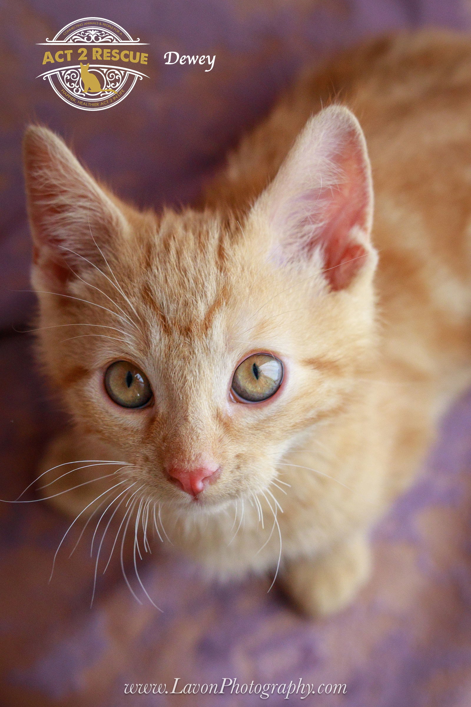Dewey