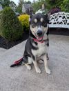 Koda photo 1