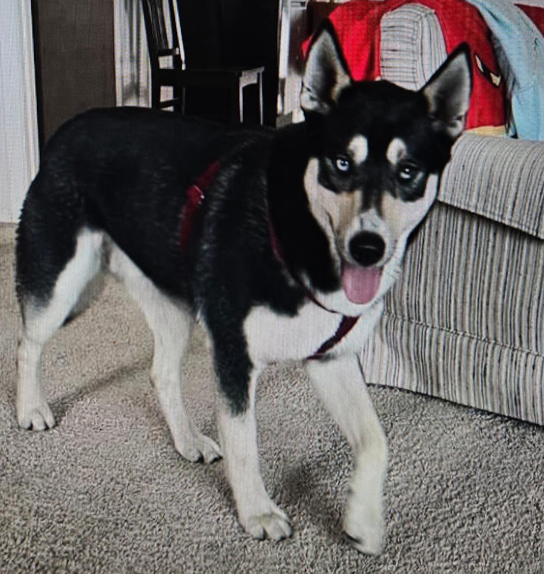Koda