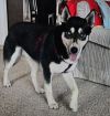 Koda photo 2