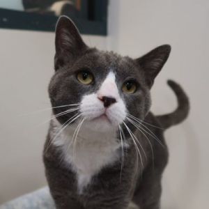 Looking for a cat who will always be excited to see you Meet Archer your new shadow with a big