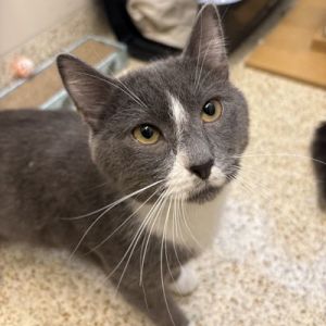 Flamingo is a food-loving softie who is ready to soar into your heart At just one year old Flaming