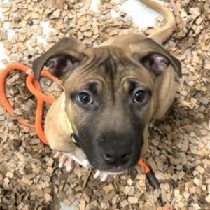 This adorable pup is as sweet as her name suggests - meet Parfait Parfait is a playful energetic p
