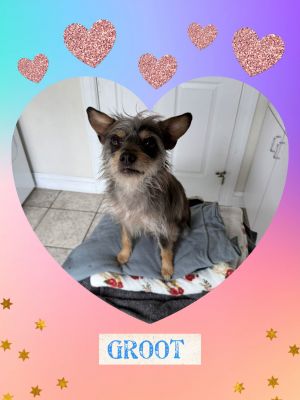 Groot, Young Male Yorkshire Terrier