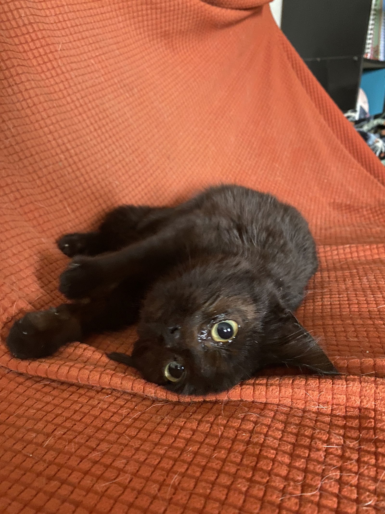 ECHO (Cat)