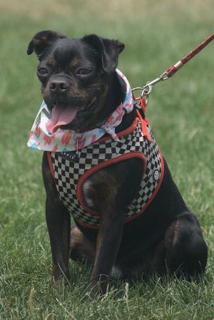 Reed aka Little Riblet, Adult Male Pug