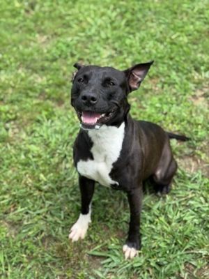 Im new to the adoption floor and the staff is still getting to know me Details about how great I