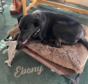 THE COMPLETE PACKAGE Est DOB 6123 weight 66 lbs Meet Ebony your new best friend Are you lookin