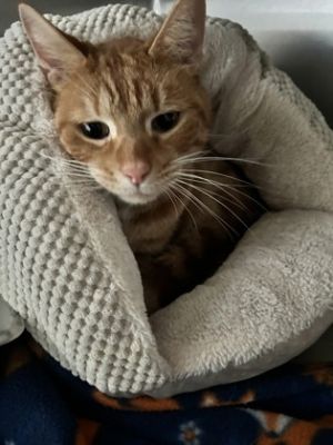 Cheeto, Adult Male Domestic Short Hair
