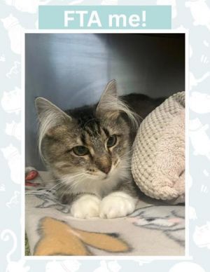 Markl, Adult Female Domestic Long Hair