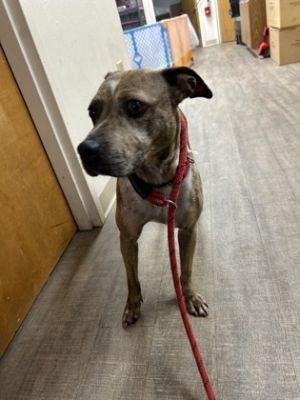 Blossom, Adult Female unknown