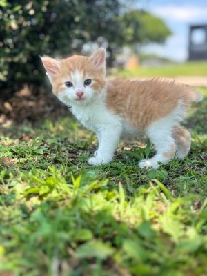 Kevin, Baby Male Domestic Medium Hair