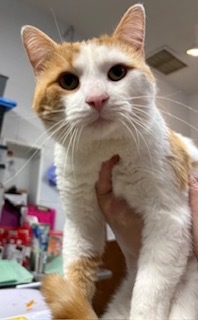 Dreamsicle, Adult Male Domestic Short Hair