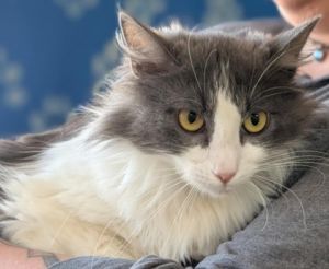 Dahlia, Adult Female unknown