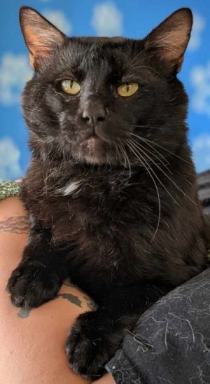 Lazlo, Adult Male Domestic Short Hair