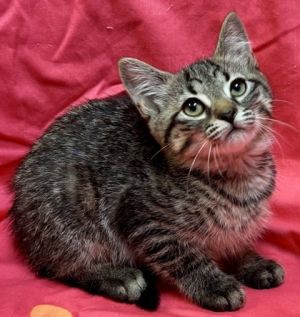 Knoxville, Baby Male Domestic Short Hair