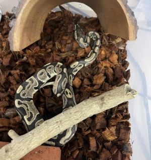 Pretzel, Adult Female unknown
