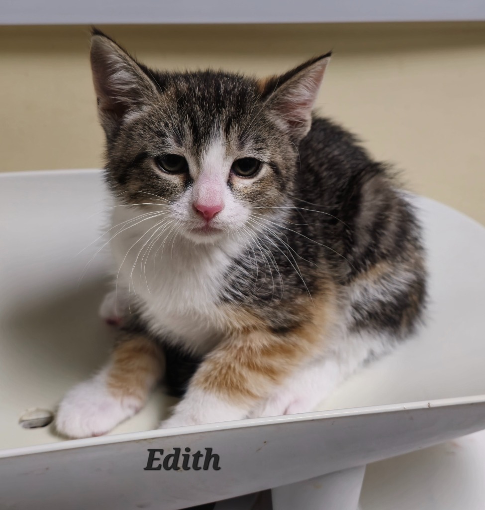 Edith b