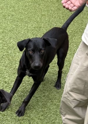 Peanut, Young Male Black Labrador Retriever