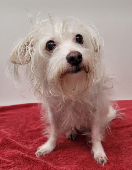 Spunky