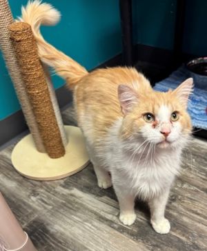Braircliff, Adult Male Domestic Long Hair