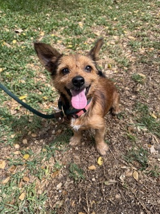 Curly Fox, an adoptable Terrier, Mixed Breed in Honolulu, HI, 96826 | Photo Image 1