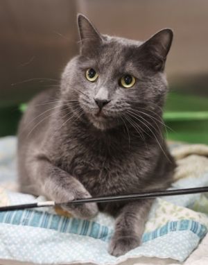 Rocky, Young Male Domestic Short Hair