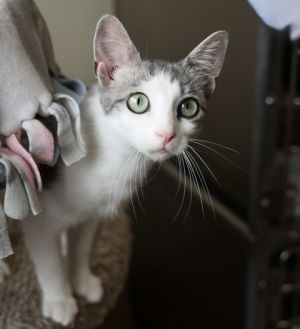 Tiger, Baby Female Domestic Short Hair