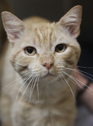 Baby Boy, Adult Male unknown