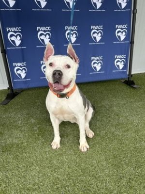 Diabola, Adult Female Pit Bull Terrier
