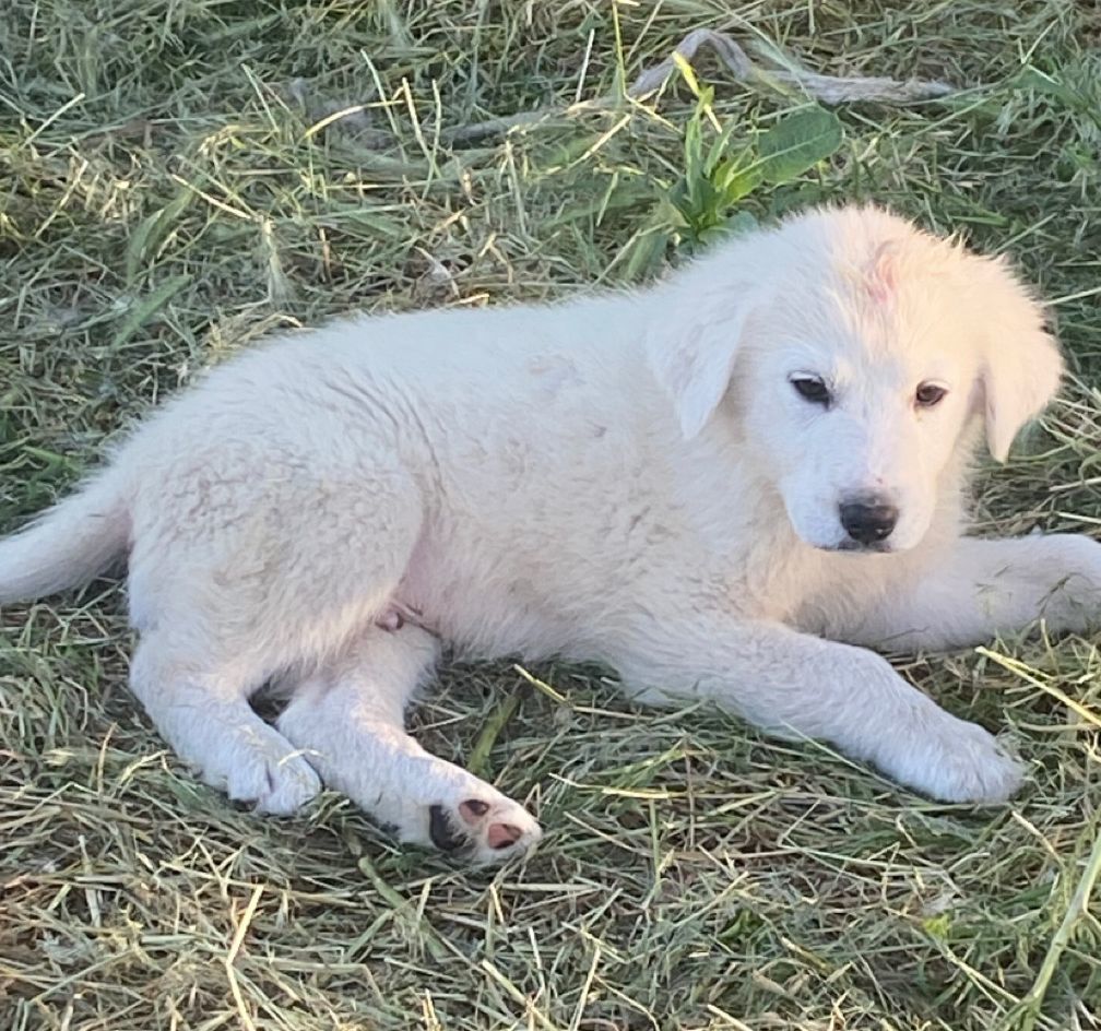 Finn, an adoptable Akbash, Great Pyrenees in LEWISTON, ID, 83501 | Photo Image 1