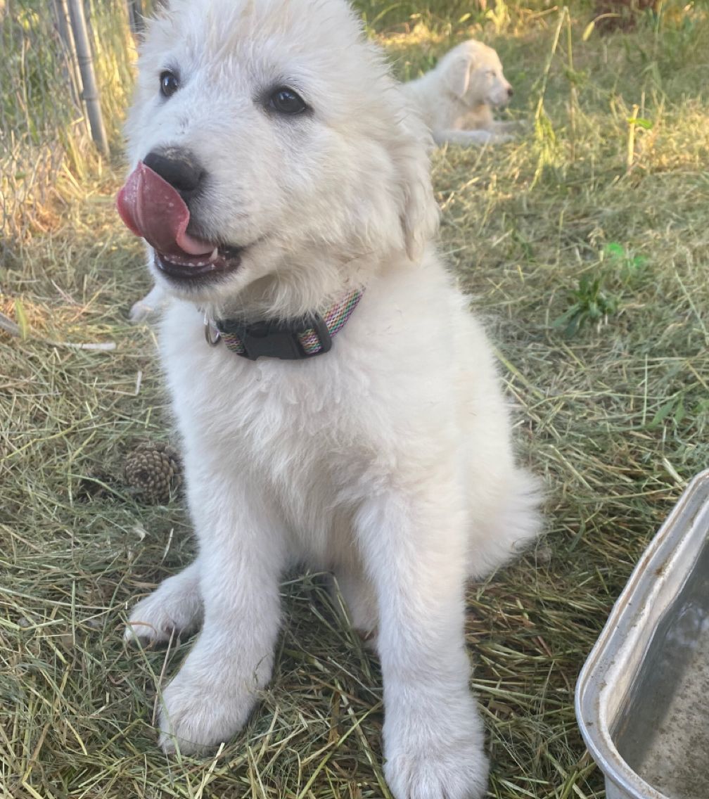 Charlie, an adoptable Akbash, Great Pyrenees in LEWISTON, ID, 83501 | Photo Image 1